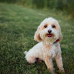 Meet your Posher, Christy